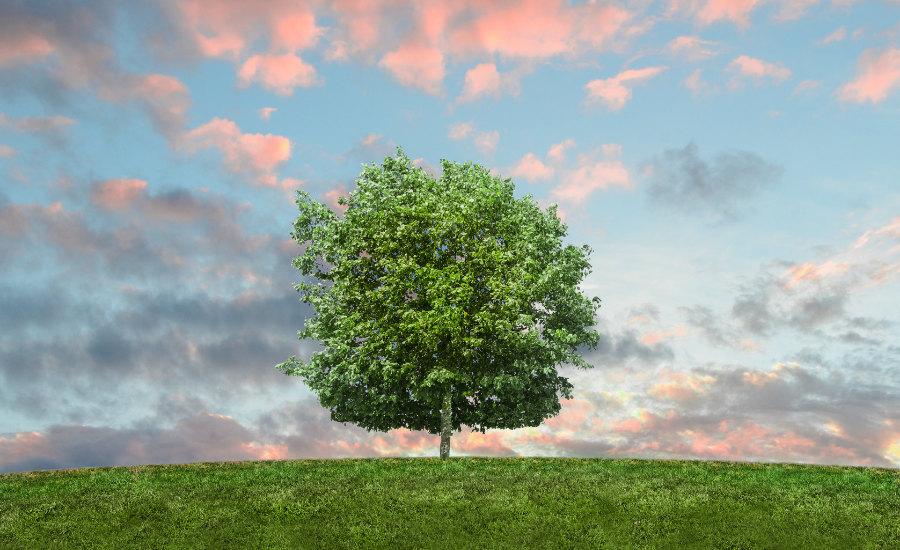 arbre